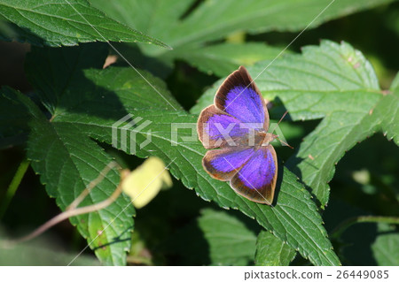 Murasaki Shijimi 26449085