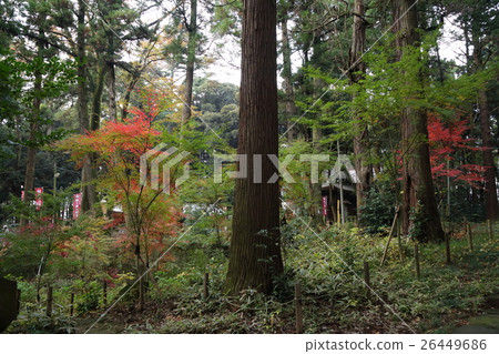 Autumn of Masuda Shrine Autumn of Masuda Shrine 26449686