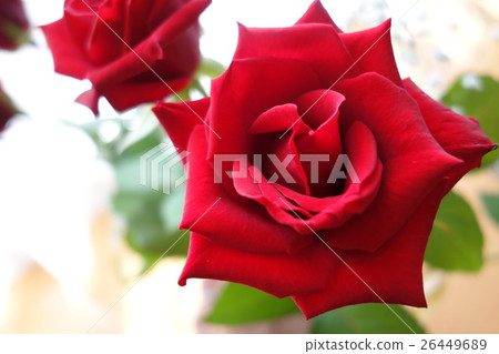 rose	 26449689