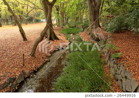Forest of Kamogamo Shrine Forest 26449916