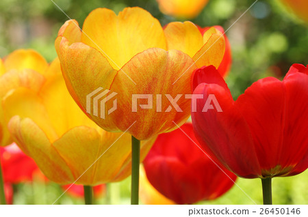 Spring flowers of tulip on blurred background Spring flowers of tulip on blurred background 26450146