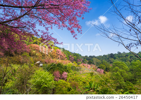 sakura cherry blossom at Khun Chang Kien sakura cherry blossom at Khun Chang Kien 26450417