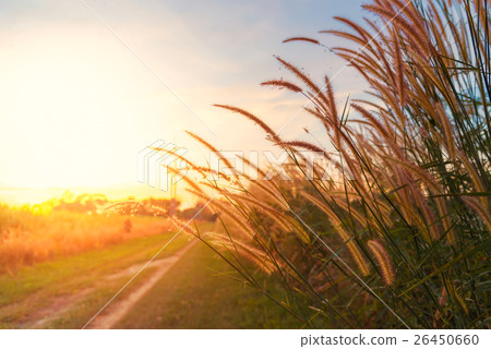 Feather Pennisetum Flowers at sunset Feather Pennisetum Flowers at sunset 26450660