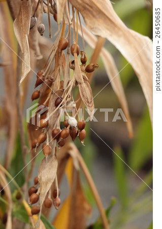 Honey Jack Honey Jack 26450685