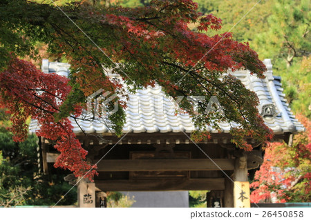 鎌倉秋葉 26450858