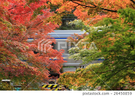 鎌倉秋葉 26450859