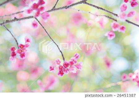 櫻桃樹 櫻桃樹 26451387