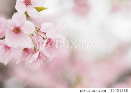 櫻桃樹 26451388