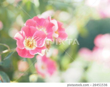 rose	 26451536
