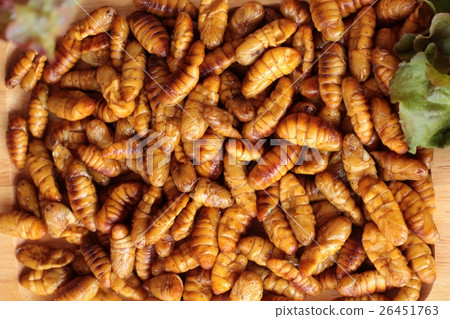 Silkworm pupae 26451763
