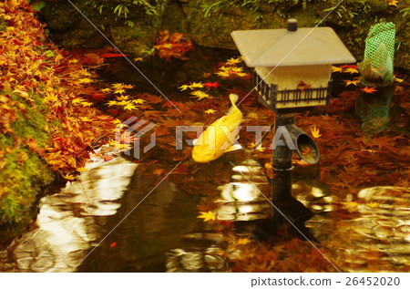 Autumn leaves on a frog 26452020