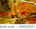Autumn leaves on a frog 26452021