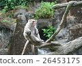 猴子 26453175