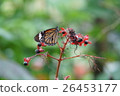 蝴蝶 26453177
