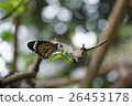 蝴蝶 26453178