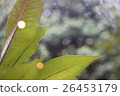 葉片 26453179