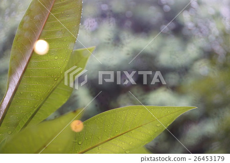 葉片 葉片 26453179