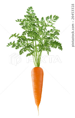 Vertical single carrot with green top isolated Vertical single carrot with green top isolated 26453318