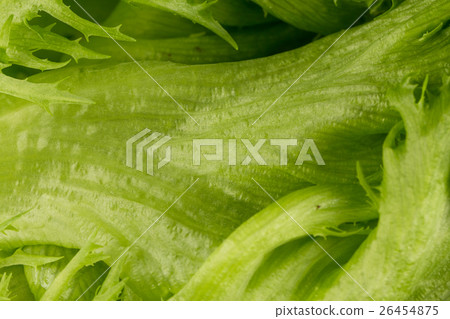 fresh lettuce texture 26454875