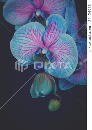Bunch of violet orchids Bunch of violet orchids 26454938