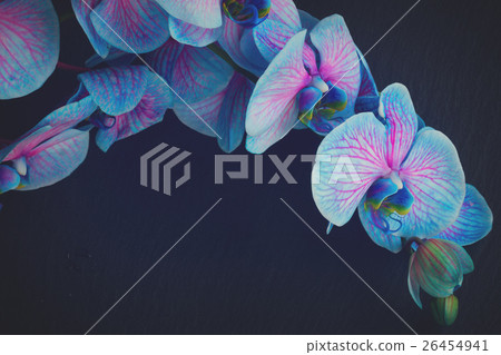 Bunch of violet orchids Bunch of violet orchids 26454941