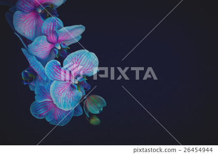 Bunch of violet orchids Bunch of violet orchids 26454944