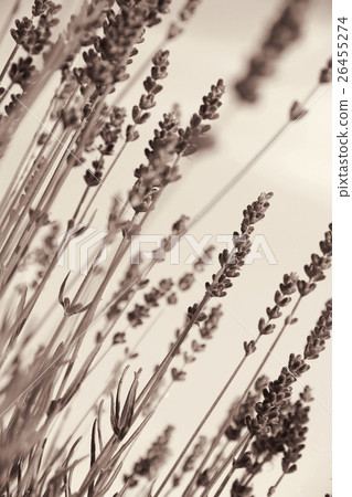 Lavender flowers as background. In Sepia toned. 26455274
