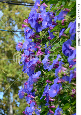 Morning glory blooming morning glory Morning glory blooming morning glory 26456073