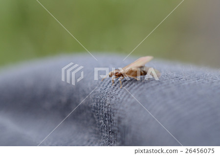 Beetle ant bean curd, curly hair ant 26456075