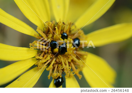 Ruri mull flea beetle and ruler flea mermaid Ruri mull flea beetle and ruler flea mermaid 26456148