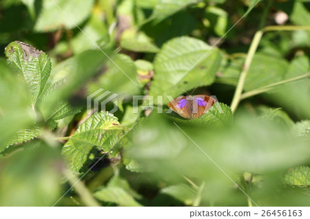 Murasaki swallow ♀ 26456163