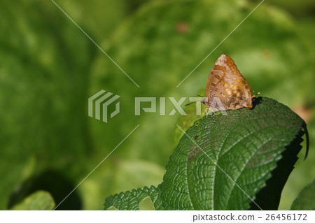 Murasaki燕子 26456172