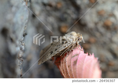 黑尾鷗，在晚上飛蛾的烏雲 26456307