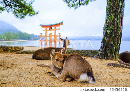 鹿和Otorii 鹿和Otorii 26456336