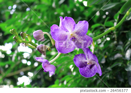 orchid, lan, orchids 26456377