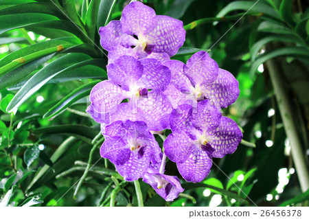 orchid, lan, orchids 26456378