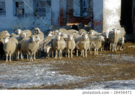 Sheeps on the farm Sheeps on the farm 26456471