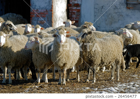 Sheeps on the farm 26456477