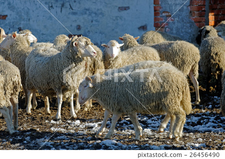 Sheeps on the farm Sheeps on the farm 26456490
