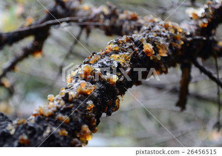 Sap that comes out in plenty from plum trees. Yanni fat 26456515