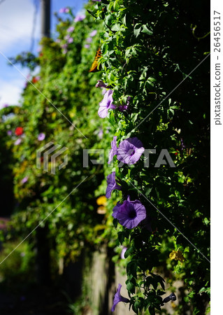 牽牛花綠色窗簾 26456517