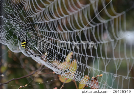 Argiope golden spider web with water droplets 26456549