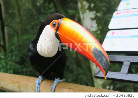 Tucano（Onio Hashi） 26456625