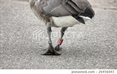 Goose Leg Banded 26456843