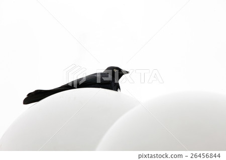 Crow Raven against white background Crow Raven against white background 26456844