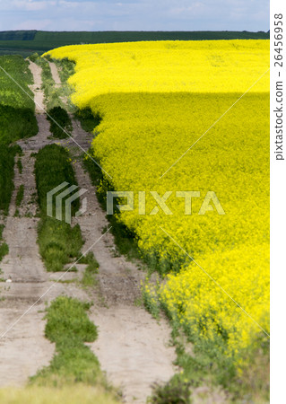 Yellow Canola Crop 26456958