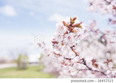 Cherry blossoms in full bloom (shallow depth of field) 26457523