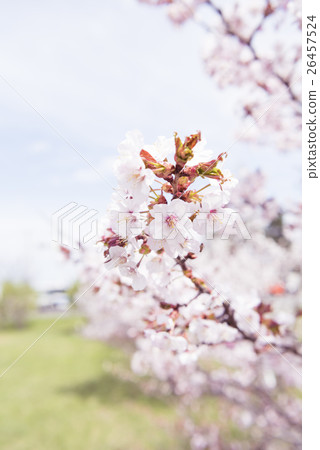 Cherry blossoms in full bloom (shallow depth of field) 26457524