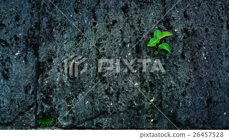 small tree grow on the rock wall 26457528