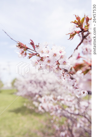 Cherry blossoms in full bloom (shallow depth of field) 26457530